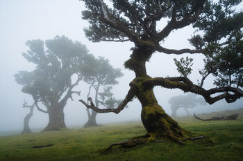 Trees and woodland