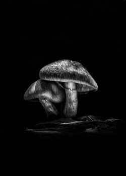 The Learning Curve Photography Black & White Photos