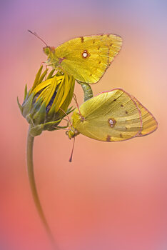 Poster Colias croceus