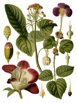 Botanic