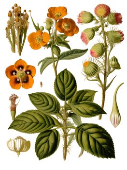 Botanic