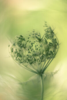Poster Wild carrot