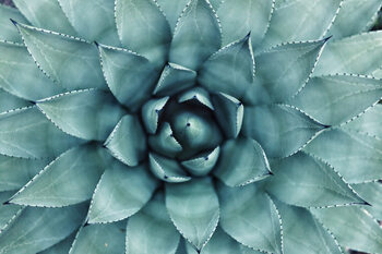 Nature photos