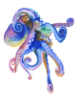 Poster Blue Marine Octopuss