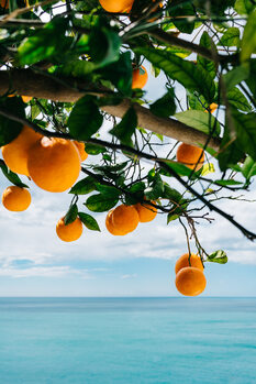 Poster Amalfi Coast Oranges