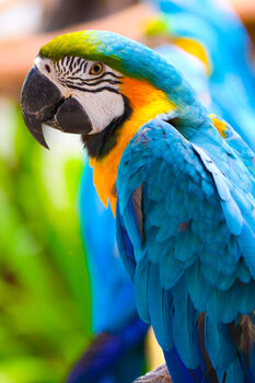 Papaygei Portrait