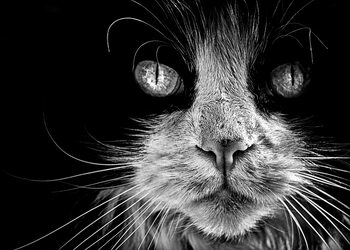 The Learning Curve Photography Black & White Photos