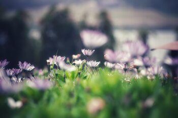 Natur, Minimalismus