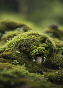 Moss forests