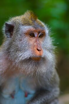 Monkey Portrait