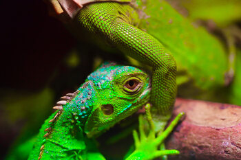 Animal Portraits
