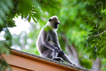 Monkey Portrait