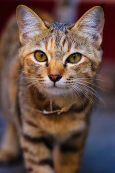 Animal Portraits