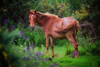 Animal Portraits