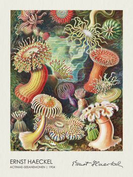 Poster Actiniae–Seeanemonen (1904)
