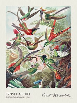 Poster Trochilidae–Kolibris (1904)