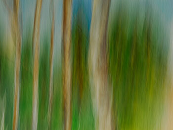 ICM Abstract Trees & Landscapes ( intentional camera movement)