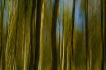 ICM Abstract Trees & Landscapes ( intentional camera movement)
