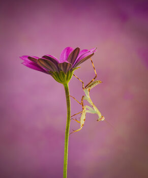 Insects