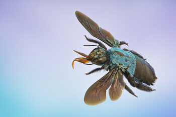 Insects
