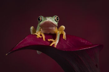 frogs