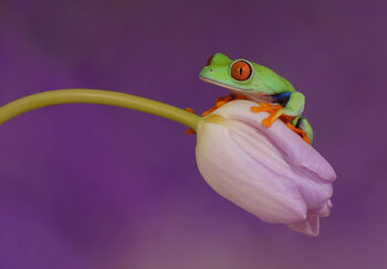 frogs