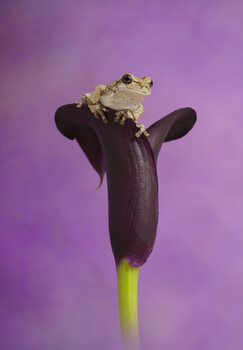 frogs