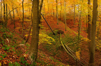 Autumn landscapes