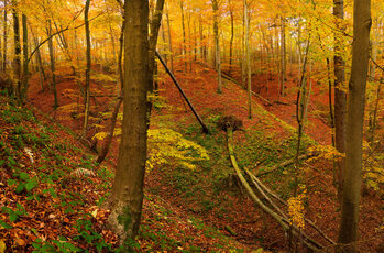 Autumn landscapes