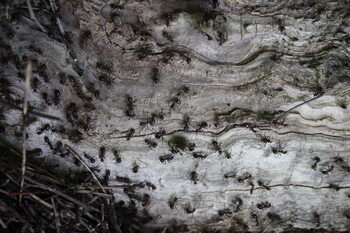 old forest
