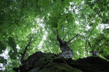 old forest