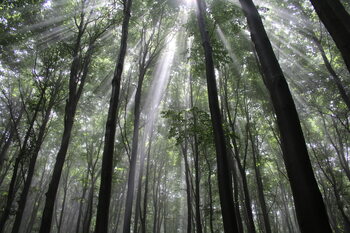 old forest
