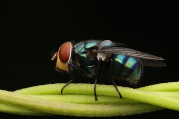 Macro Photo