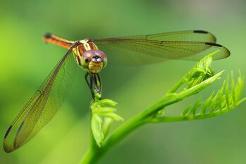 Macro Photo