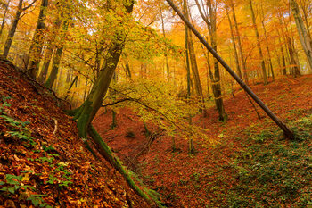 Autumn landscapes