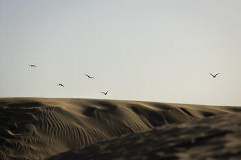 Wildlife photography