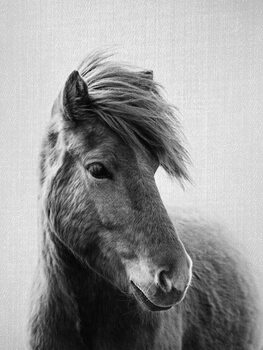 Horses - Black & White