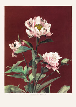 Plakat HAbrdaceous Peony no2
