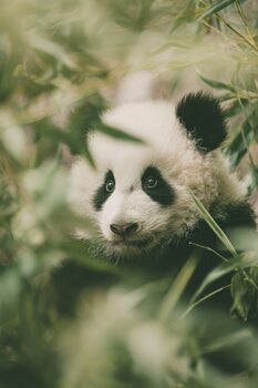 Poster Little Panda