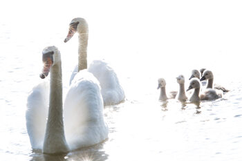Wildlife & Nature Photography