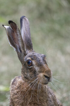 Wildlife & Nature Photography