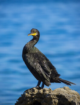 Wildlife & Nature Photography