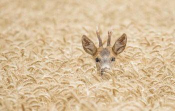 Wildlife & Nature Photography