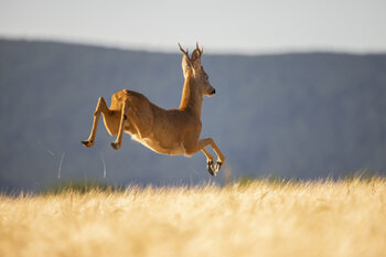 Wildlife & Nature Photography