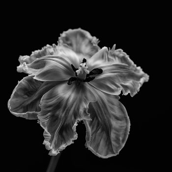 Poster Parrot Tulip