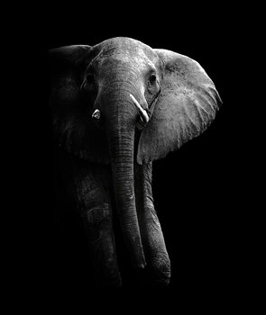 Plakat Elephant!