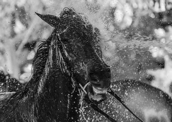 Плакат Splash