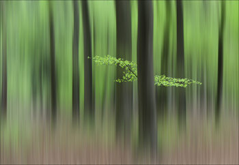 Poster Spring Morning