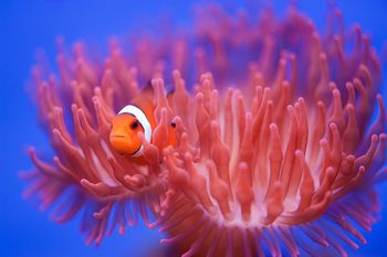 Poster Finding Nemo