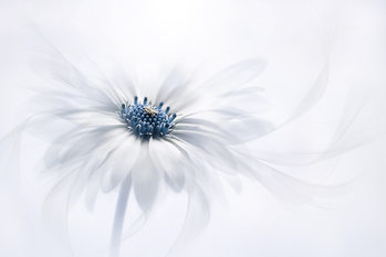 Plakat Serenity
